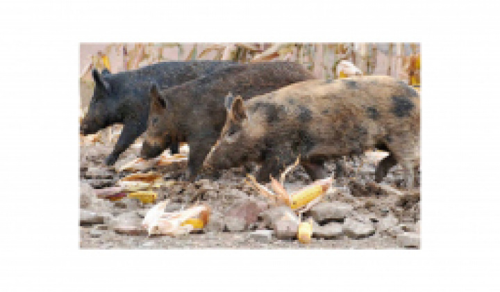 Fotka - POZOR! OBLASŤ S INTENZÍVNYM LOVOM DIVIAČEJ ZVERI