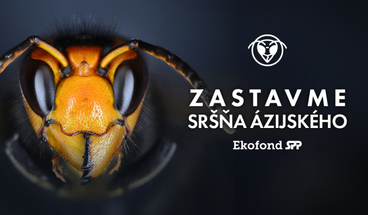 Fotka - Zastavme sršňa Ázijského